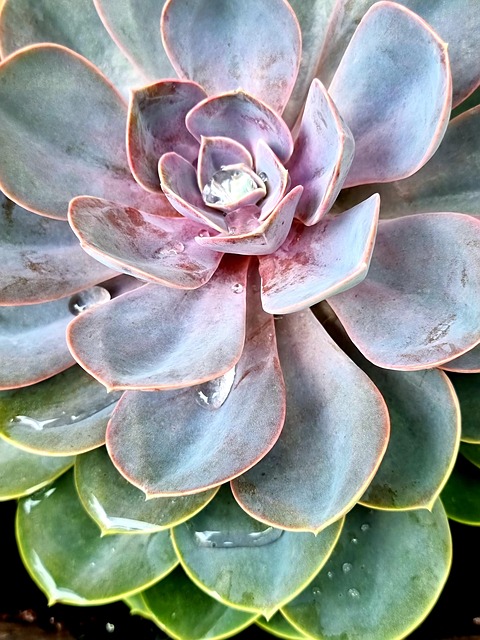 Free Succulents Plants photo and picture