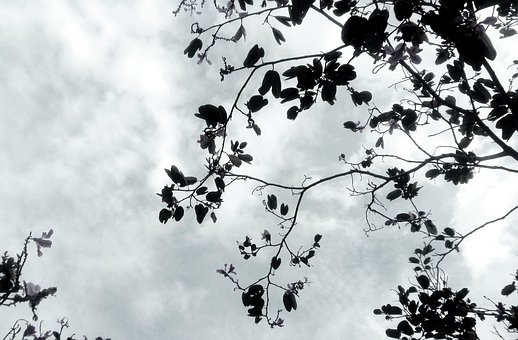 Træ, Himmel, Silhuet, Grå-Skala, Gren