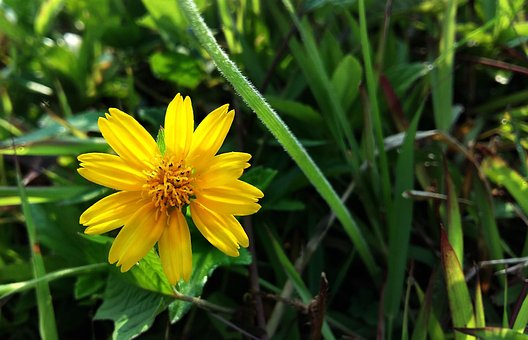 Blomst, Natur, Græs, Blade, Gul, Busk