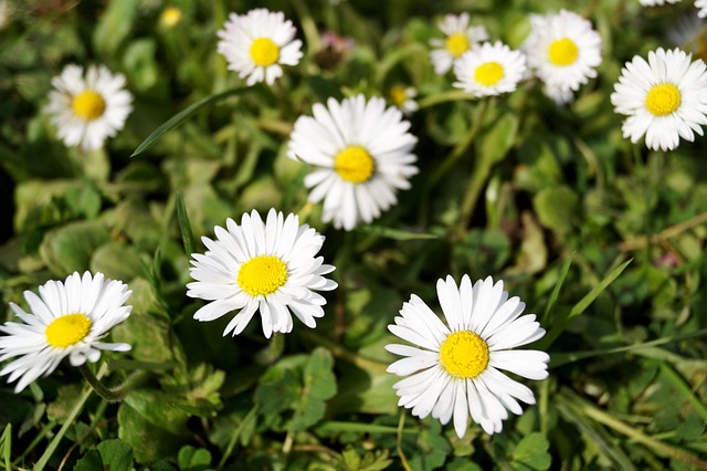 Blumen, Gänseblümchen, Garten