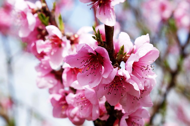 Sakura, Blumen, Kirschblüten