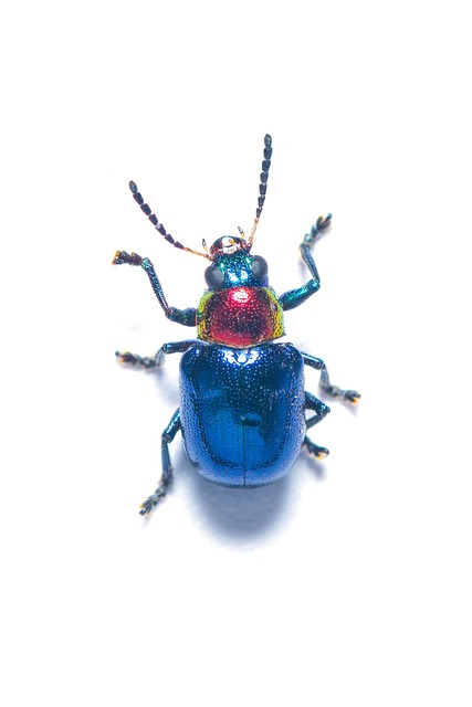 Blauer Wolfsmilchkäfer, Entomologie