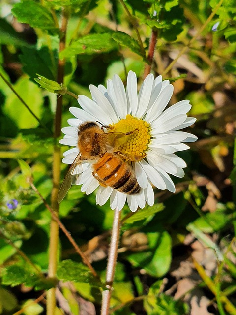 Free Bee Insect photo and picture