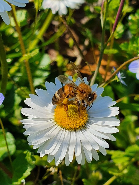 Free Bee Insect photo and picture