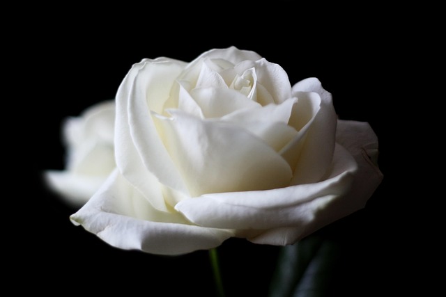 Free Rose Rose Flower photo and picture