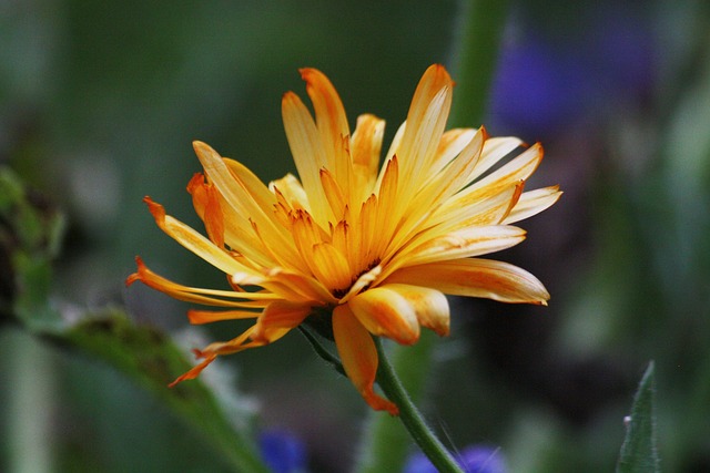 Free Flower Flower Background photo and picture