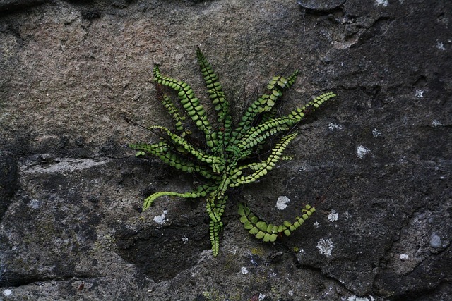 Free Fern Spleenwort photo and picture