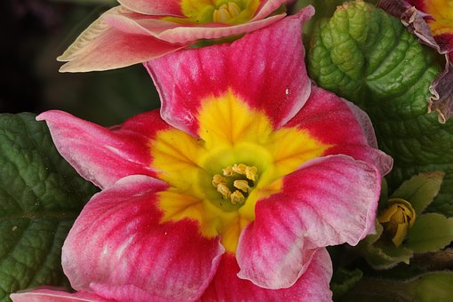 Blomst, Primula, Natur, Blomstre, Plante