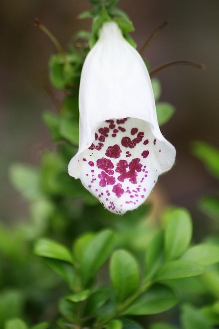 Free Flower Bloom photo and picture