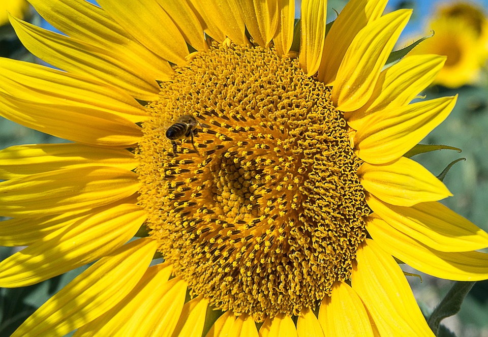 Flower Bee Pollination - Free photo on Pixabay - Pixabay