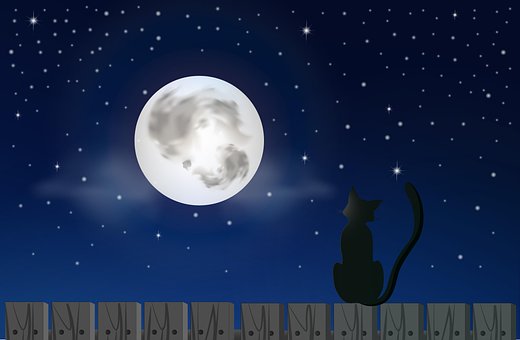 Lua, Gato, Noite, Estrela, Cidade