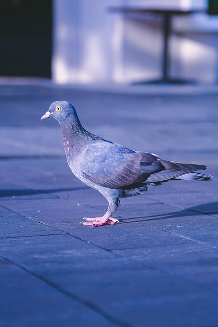 Vogel, Natuur, Duif, Ornithologie, Soort