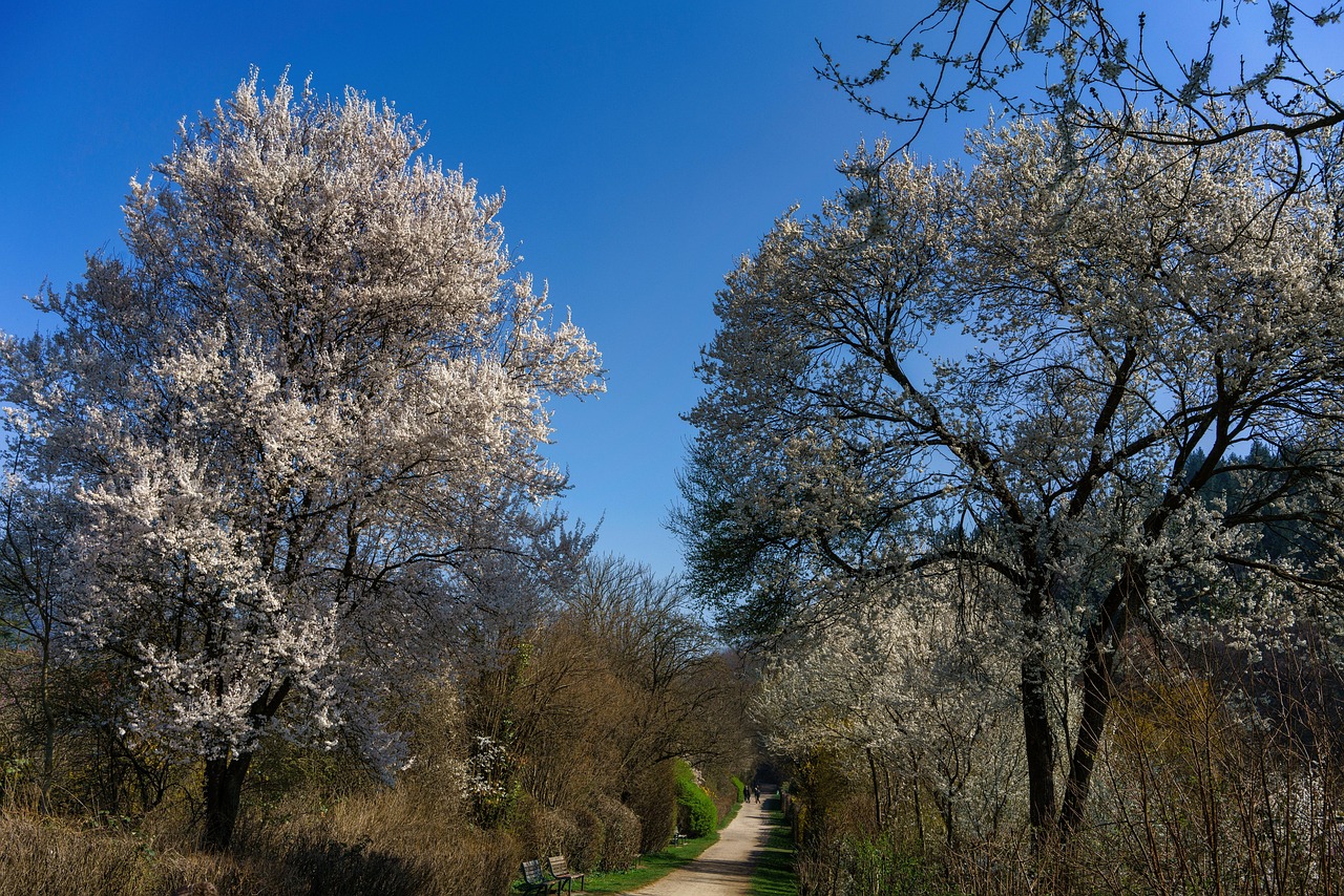 Tree Park Spring Trees Park Spring - Free photo on Pixabay