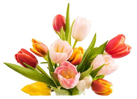 Tulpe, Blumen, Frühling