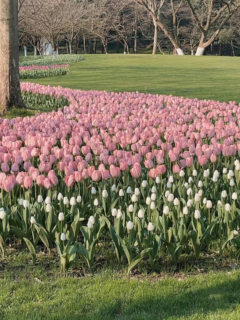 Tulpe, Blumen, Garten