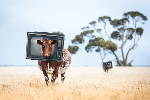 Free Cows Pasture photo and picture