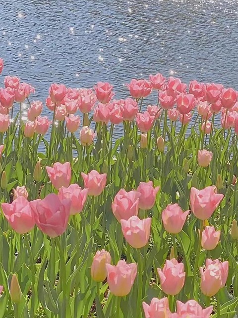 Tulpe, Blumen, Blume