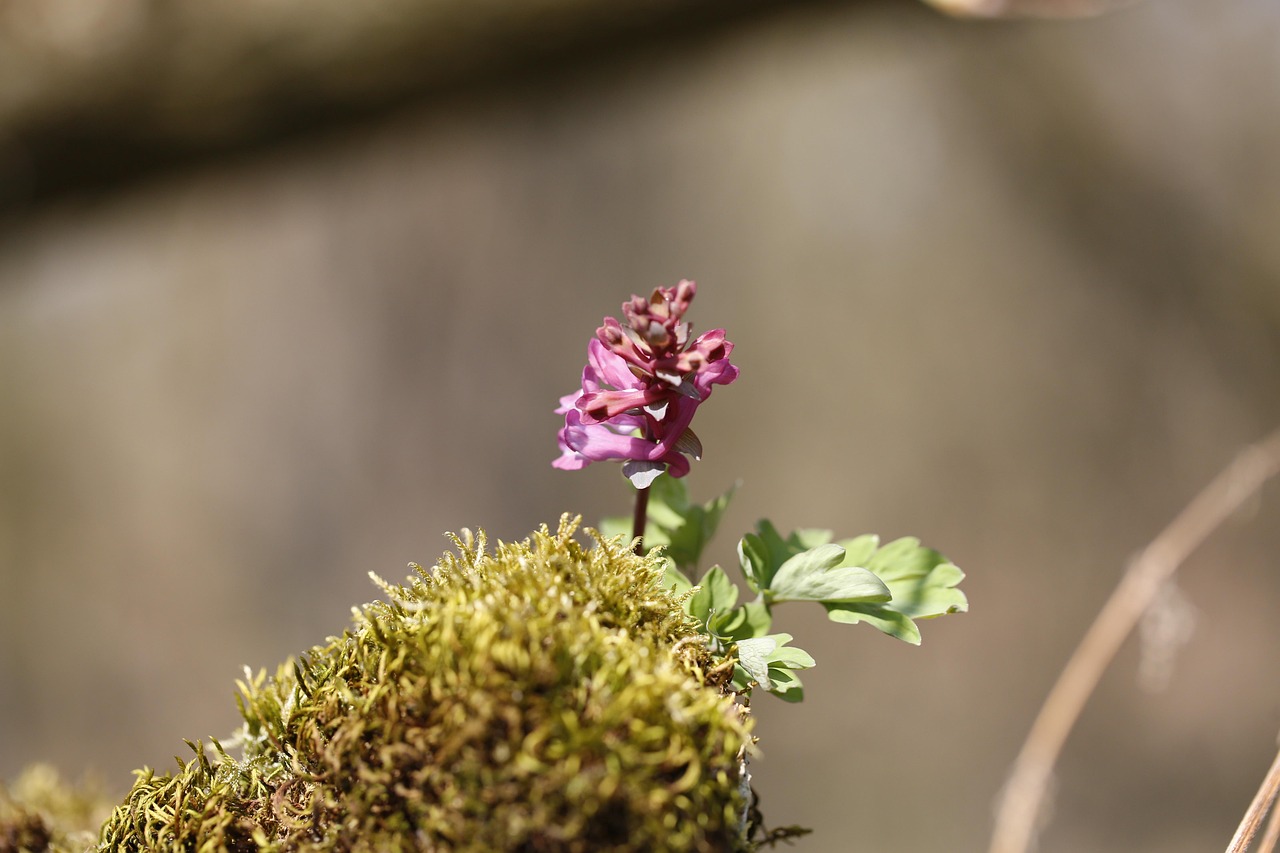plante-flora-blomst-gratis-foto-p-pixabay-pixabay
