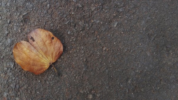 Blad, Tør, Efterår, Tørret Blad, Natur