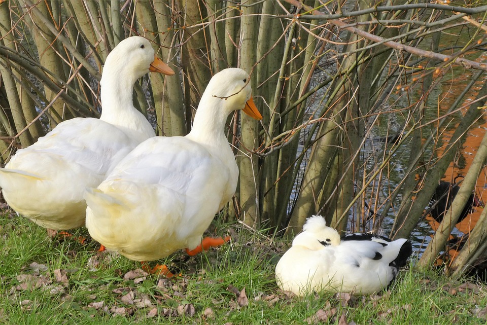 Ducks Duck Birds - Free photo on Pixabay - Pixabay