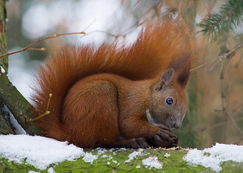 Free Squirrel Rodent photo and picture