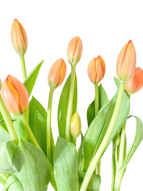 Tulpe, Blumen, Pflanze