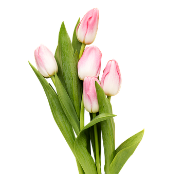 Tulpen, Blumen, Pinke Blumen