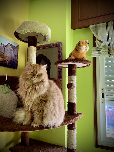 Kat, Maskot, Feline, Persisk, Smuk
