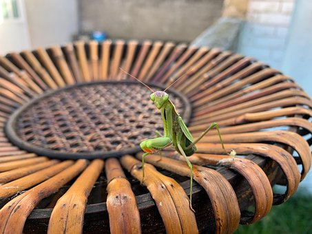 Knælere, Insekt, Mantis, Mantodea, Natur