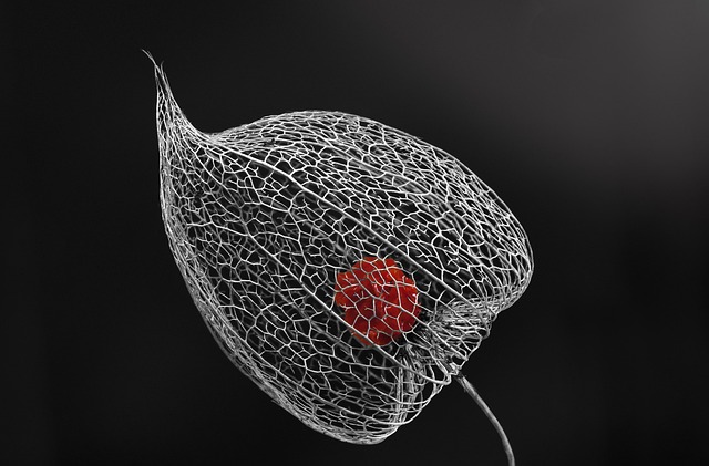 Free Groundcherry Lampion photo and picture