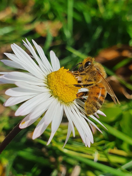 Inect Pollination Bee Insect Pollinate - Free photo on Pixabay - Pixabay