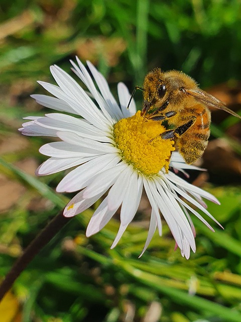 Free Bee Beautiful Flowers photo and picture