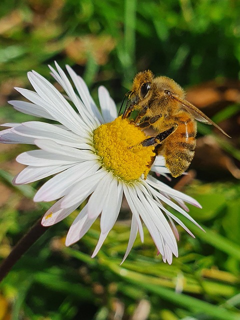 Free Insect Beautiful Flowers photo and picture