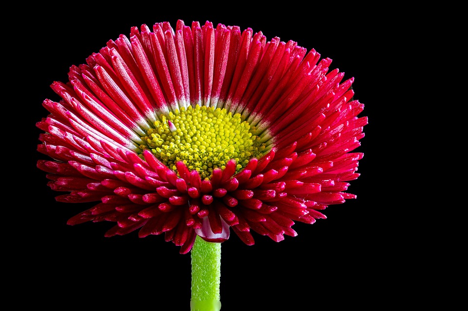 Flower Daisy Bloom - Free photo on Pixabay