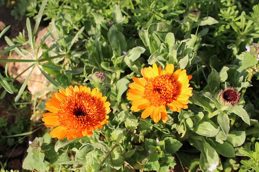 Free Flower Worry photo and picture