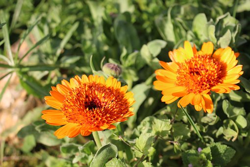 Free Marigolds Flowers photo and picture