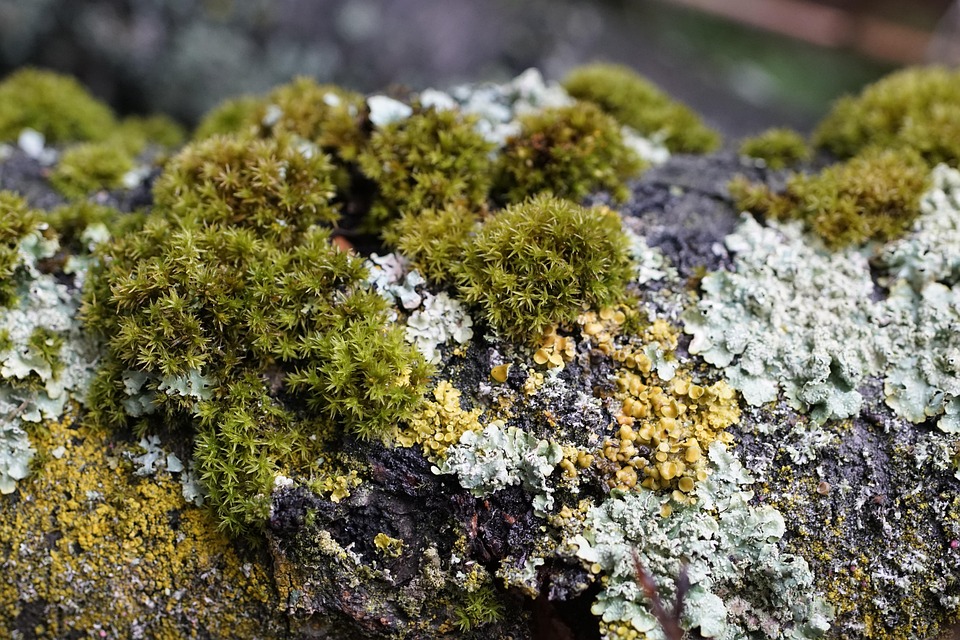 Mossa Lav Natur Gratis Foto P Pixabay