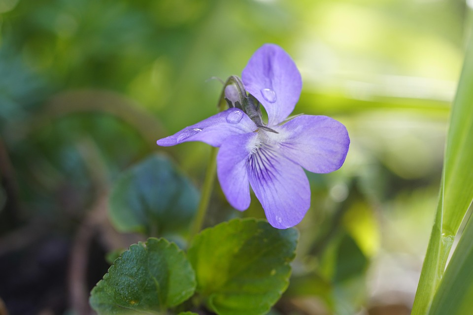 Free Spring Images Violets Flower Violet Spring - Free photo on Pixabay - Pixabay