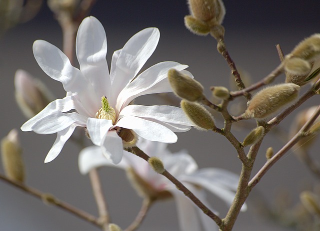 3,000+ Free Magnolia & Spring Images - Pixabay