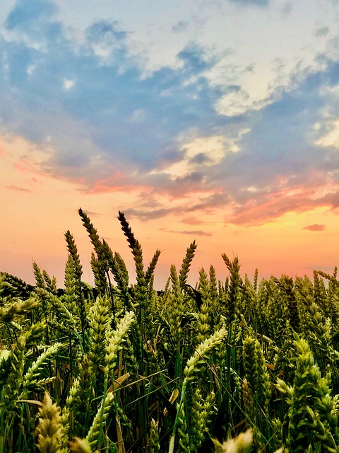 Free Wheat Grains photo and picture