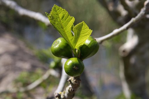 Feigen, Frisch, Baum, Natur, Wachstum