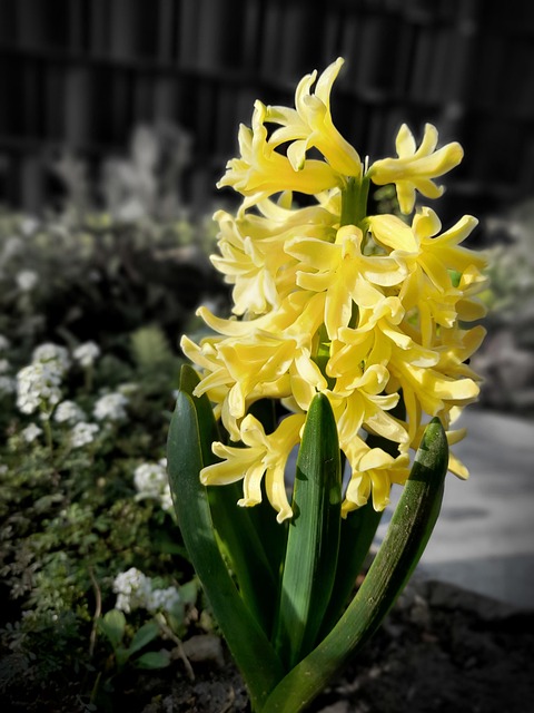 Free Hyacinths Flowers photo and picture