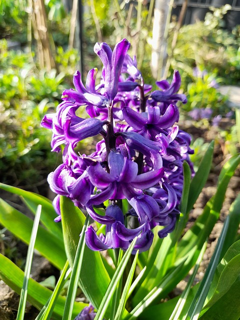 Free Hyacinths Flowers photo and picture