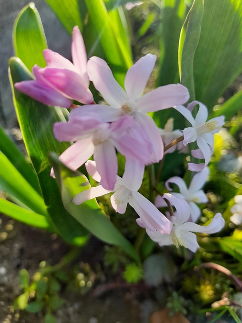 Free Spring Flowers Spring photo and picture