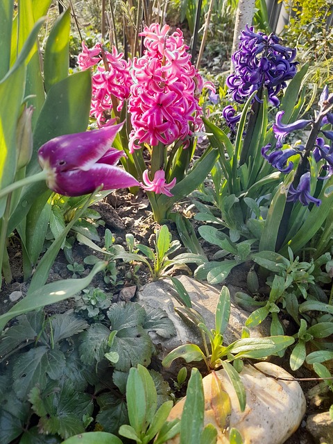 Free Bed Flower photo and picture