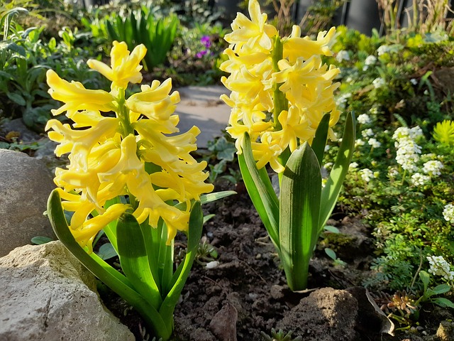 Free Bloom Flower photo and picture