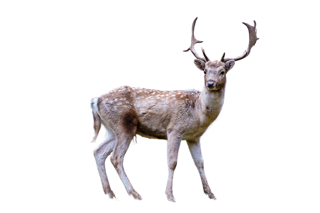 Free deer animal antler illustration