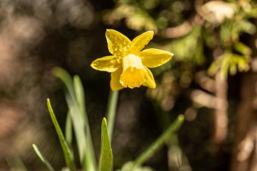 Narciso, Flor, Flor Amarela, Jardim