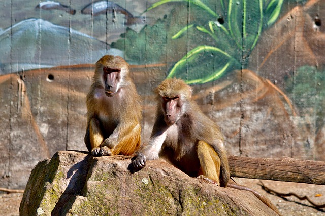 Free Monkeys Baboon photo and picture
