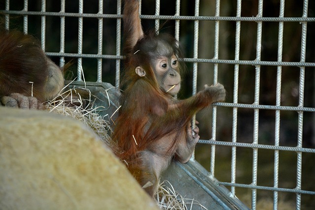 Free Orangutan Zoo photo and picture